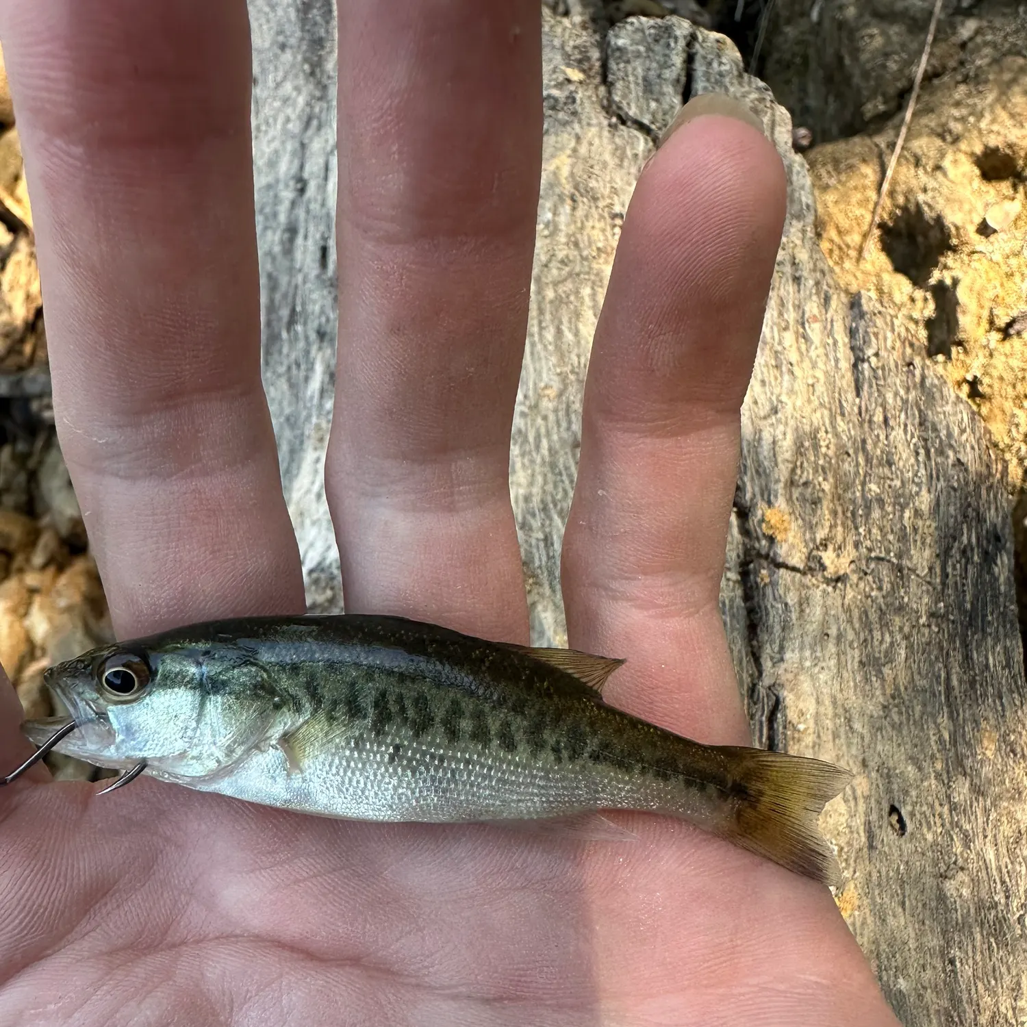 The most recent Spotted bass catches on Fishbrain