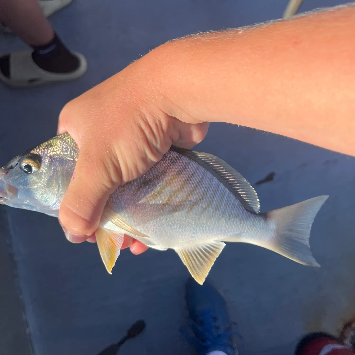 Spot croaker caught on Fishbrain