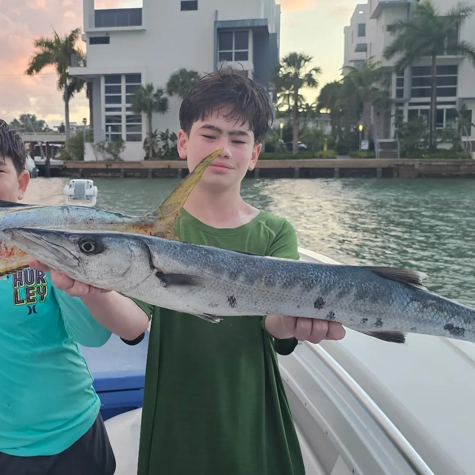 The most recent Great barracuda catches on Fishbrain