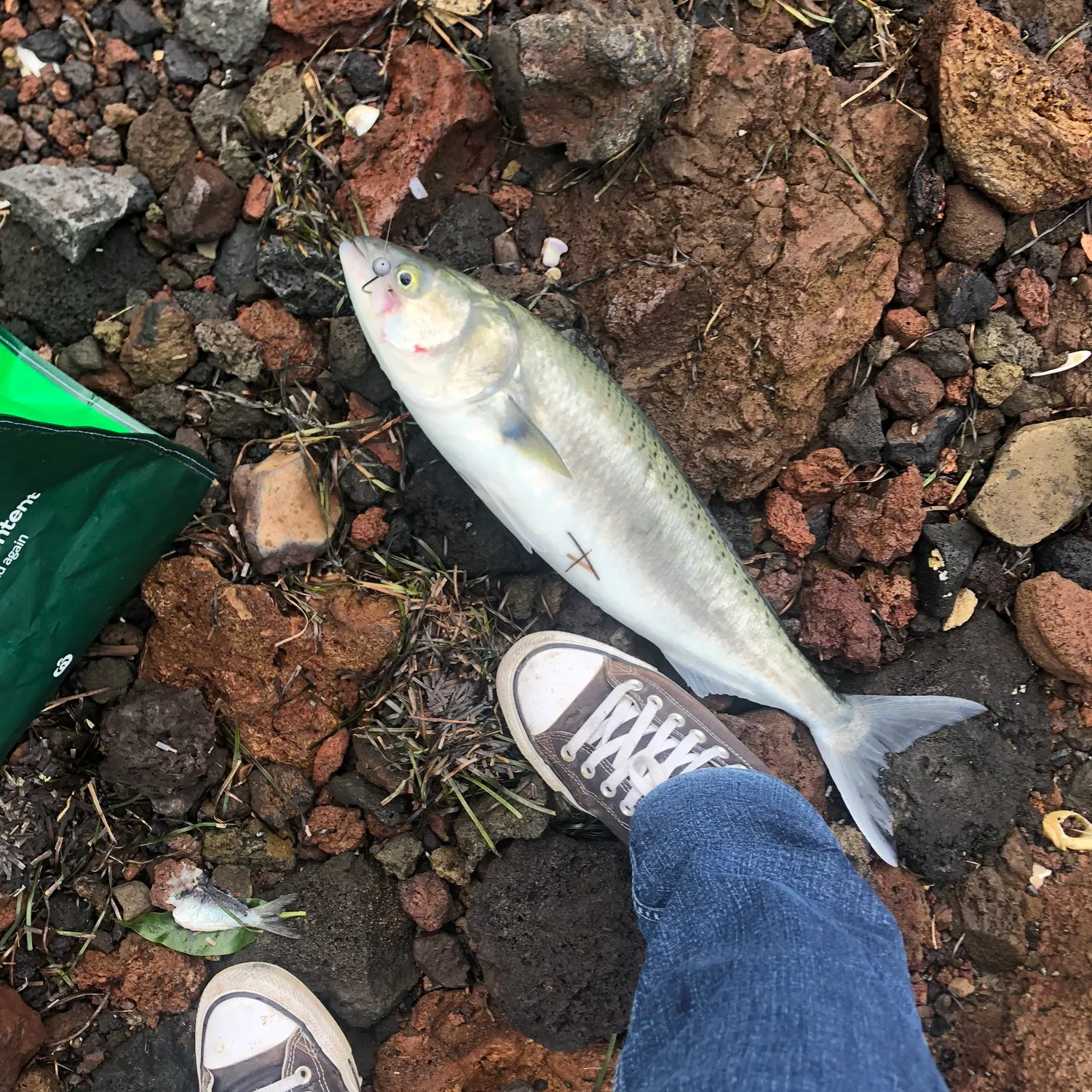 The most recent Eastern Australian salmon catches on Fishbrain
