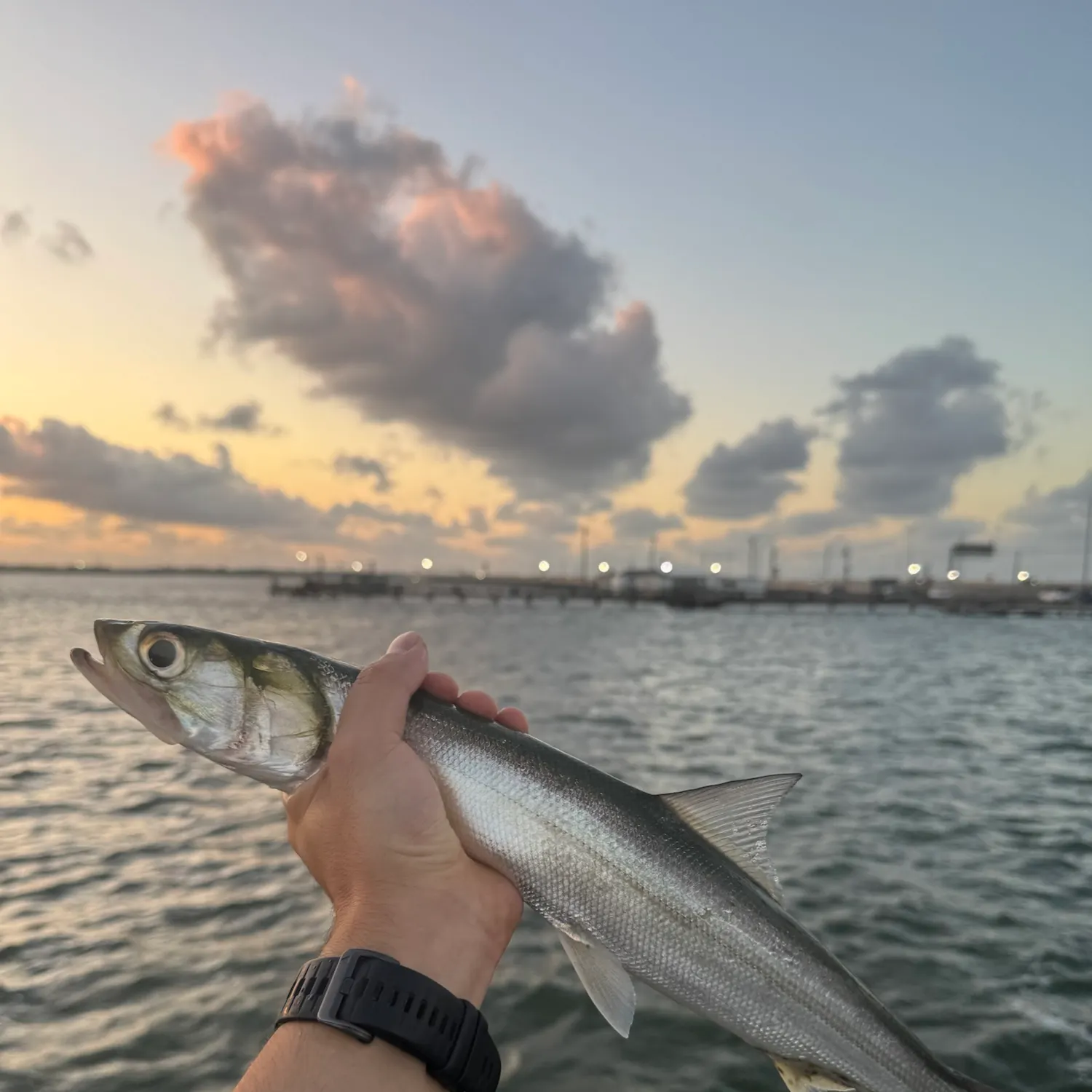 Ladyfish caught on Fishbrain