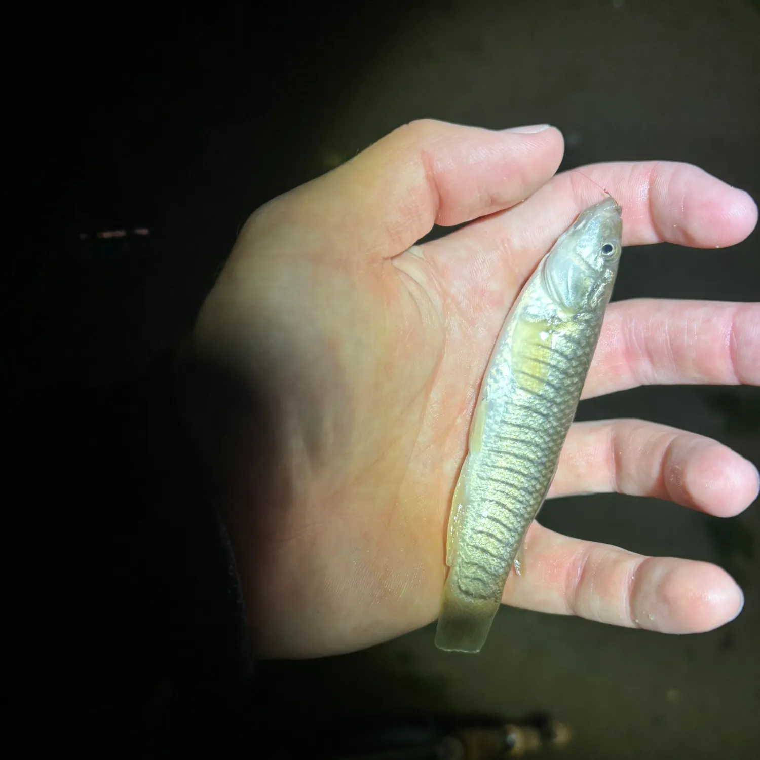 The most recent Striped killifish catches on Fishbrain