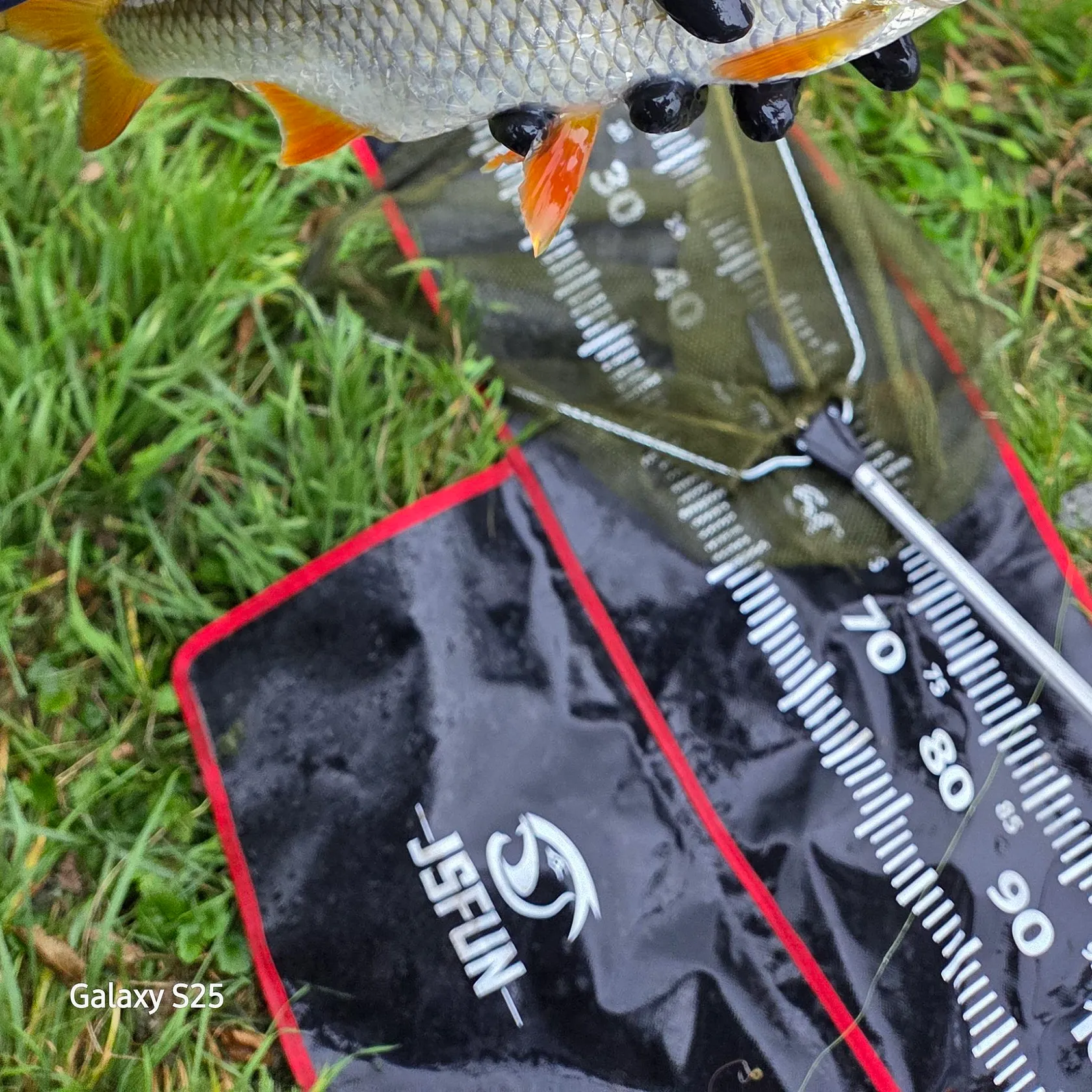 Common roach caught on Fishbrain