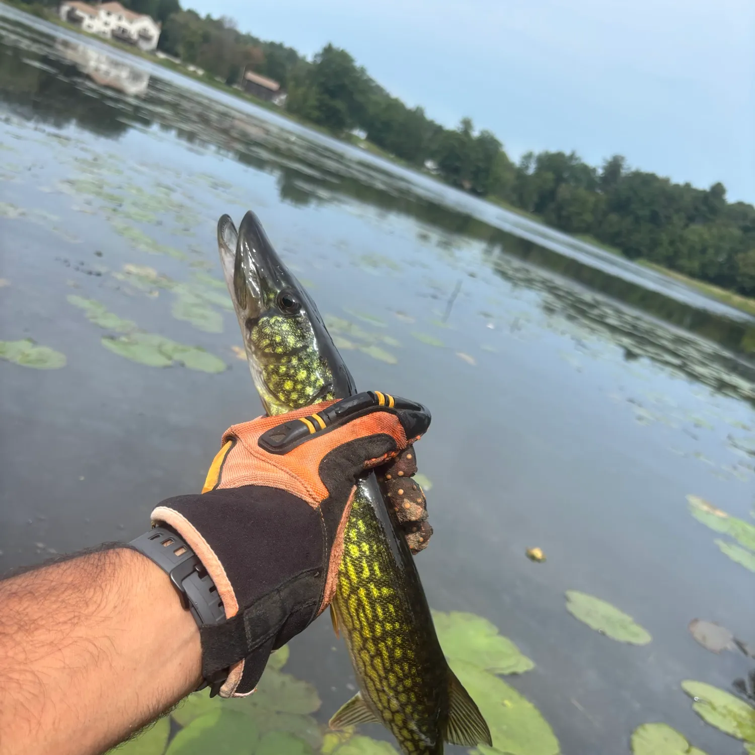 catch