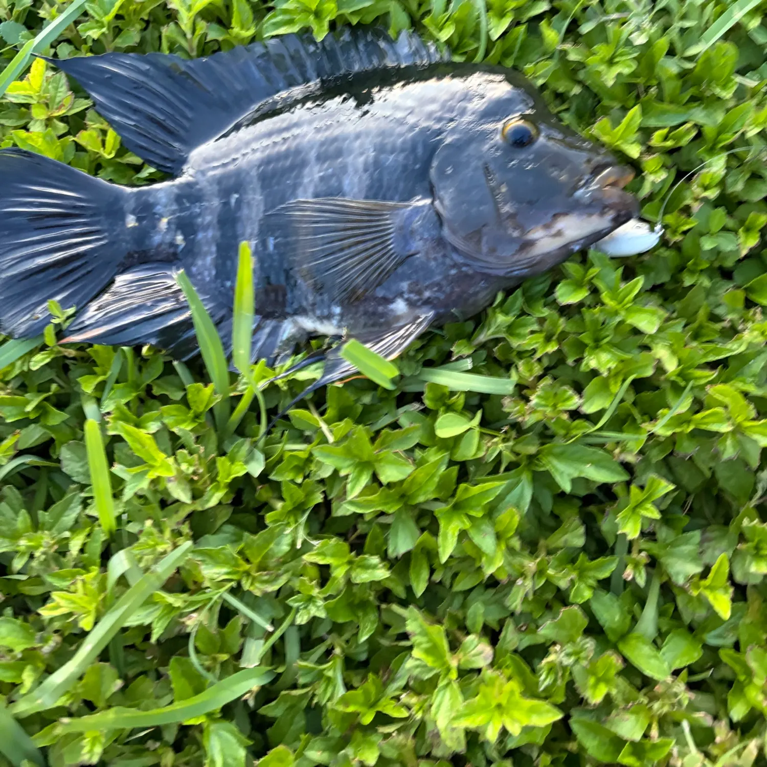 Fish caught on Fishbrain