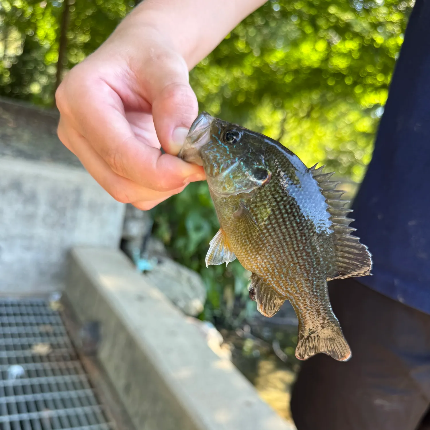 Green sunfish caught on Fishbrain