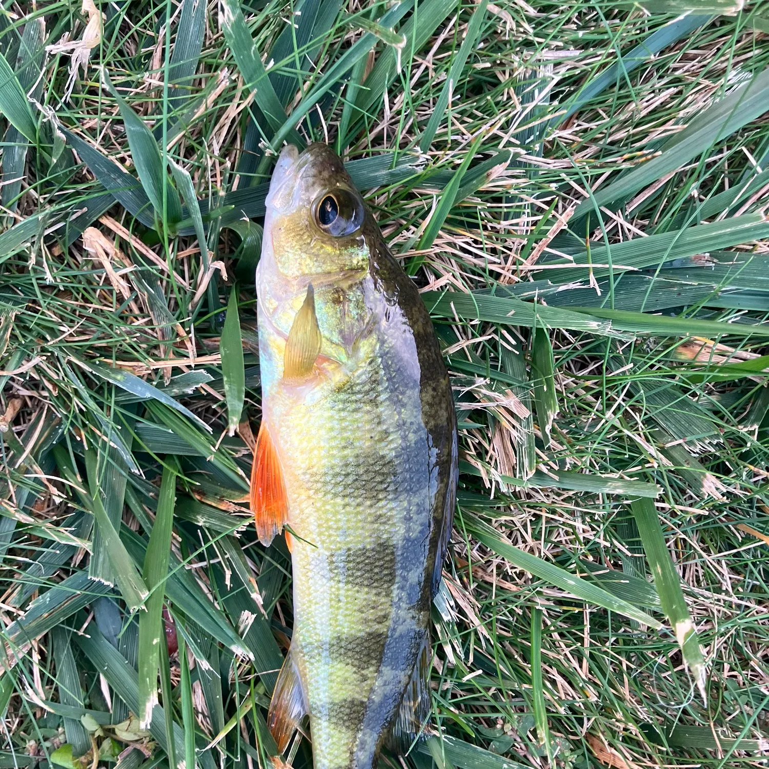 Yellow perch caught on Fishbrain