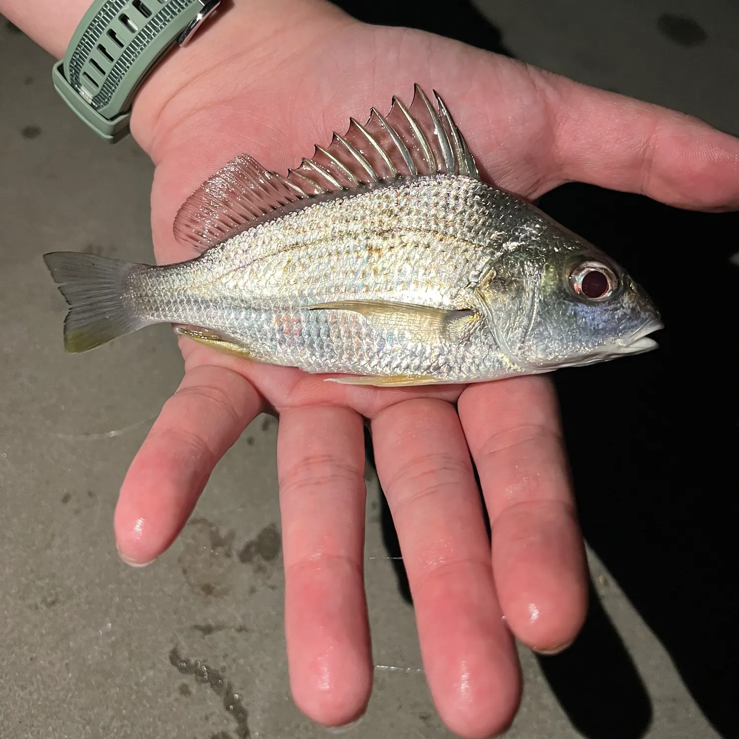 The most recent Yellowfin seabream catches on Fishbrain