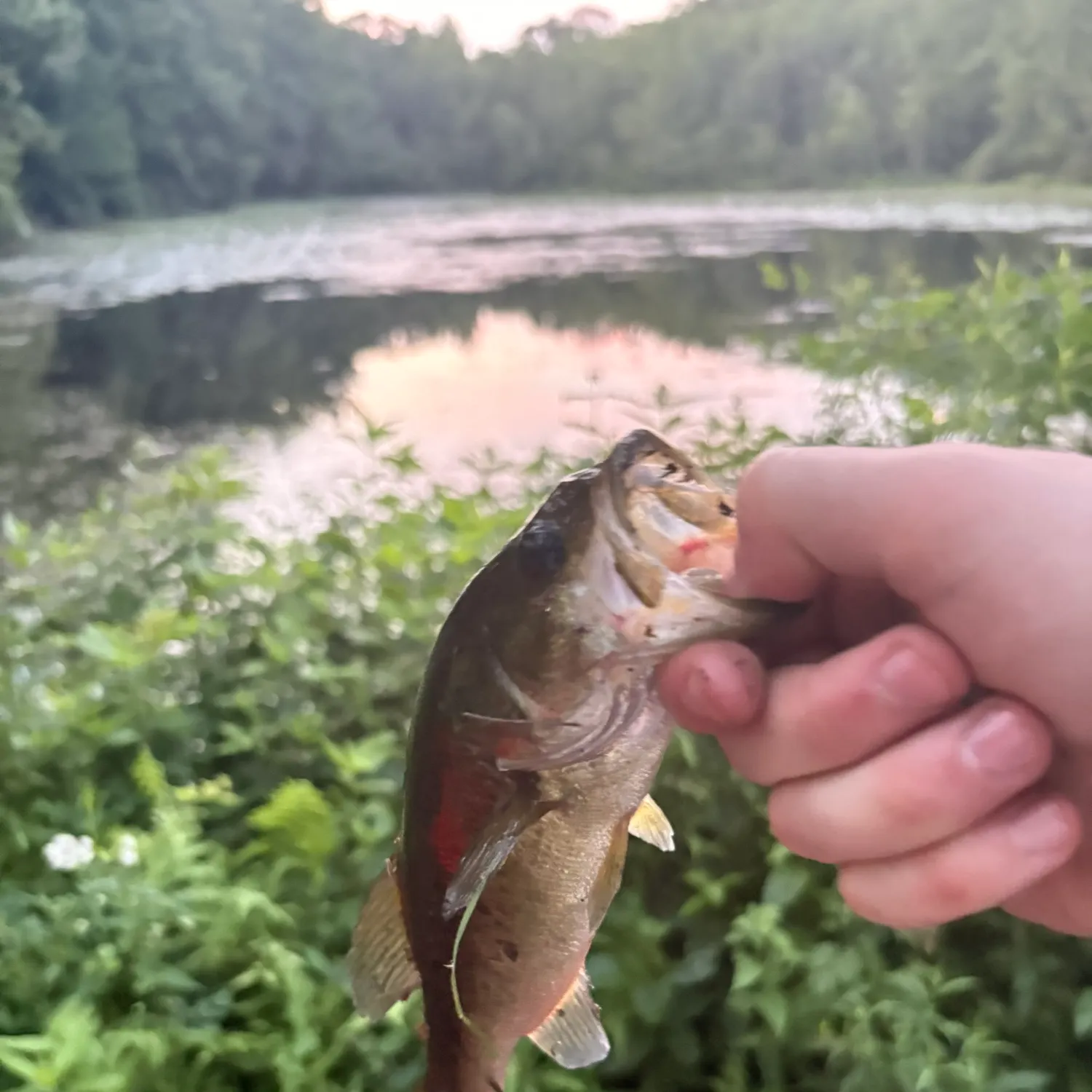 angler catch