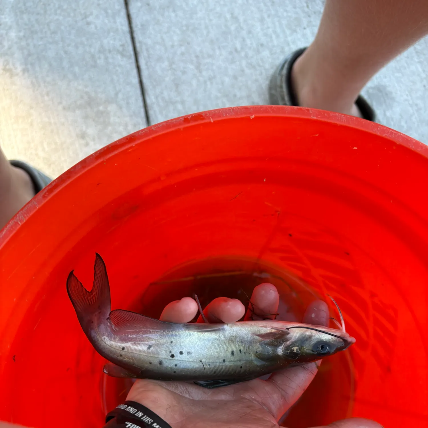Channel catfish caught on Fishbrain