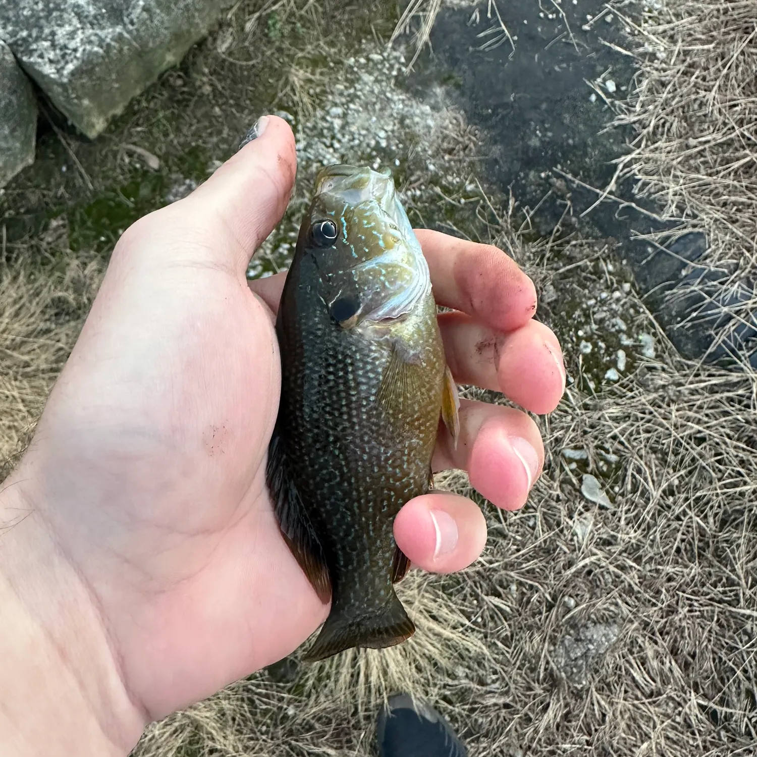 Green sunfish caught on Fishbrain