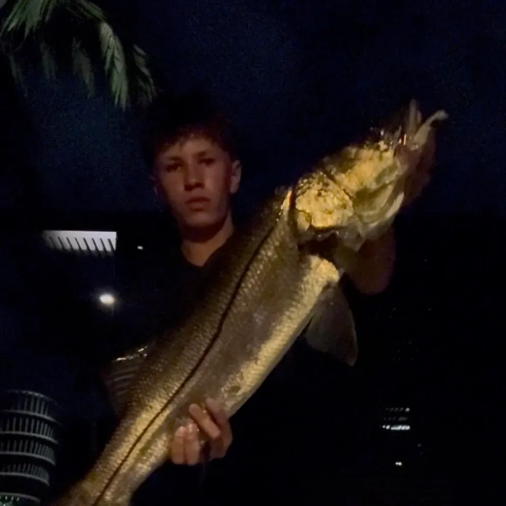 The most recent Tarpon Snook catches on Fishbrain