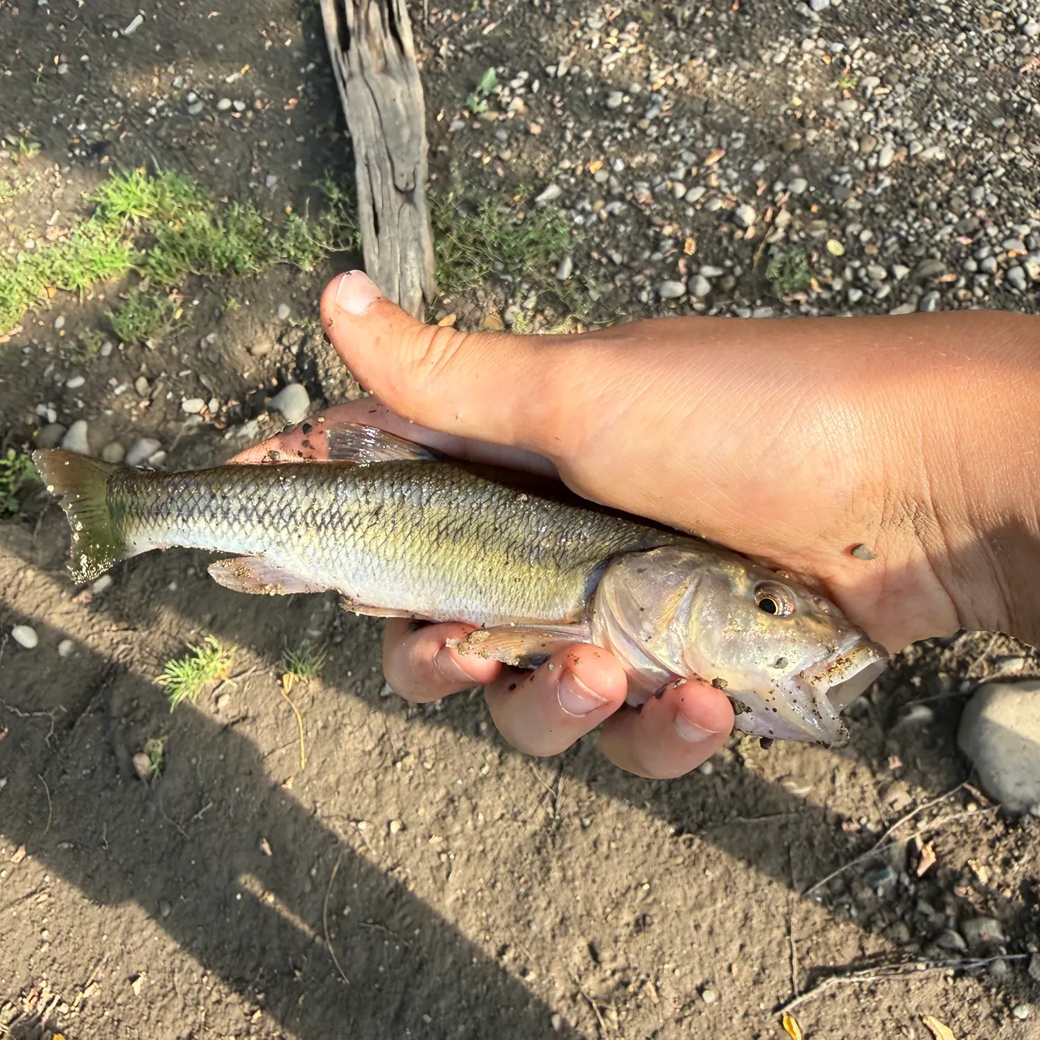 Creek chub caught on Fishbrain
