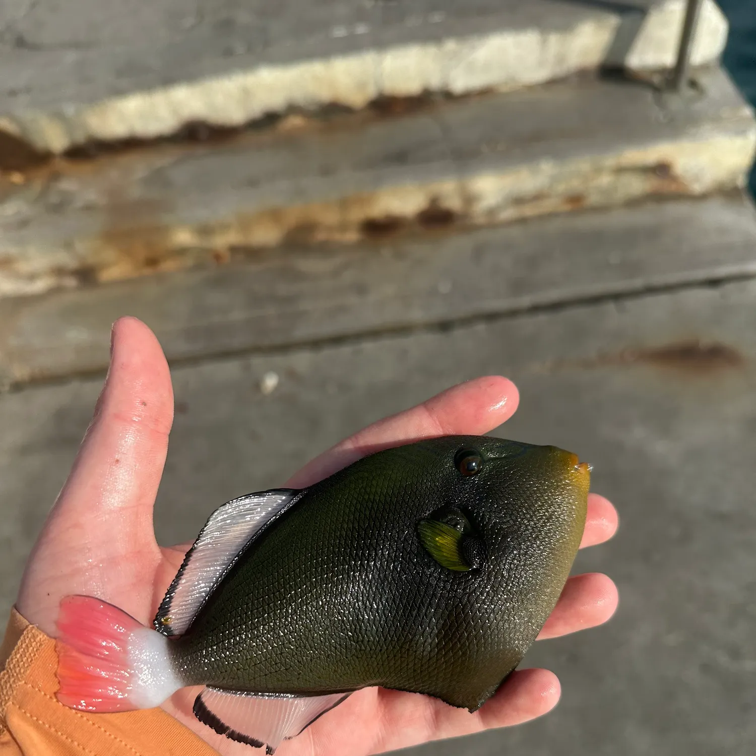 The most recent Pinktail triggerfish catches on Fishbrain