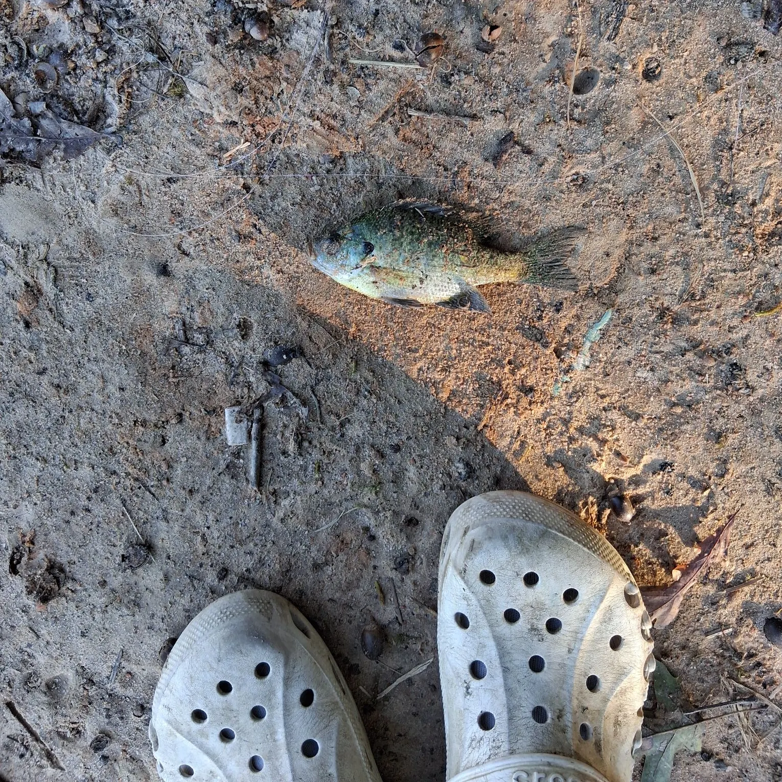 Bluegill caught on Fishbrain