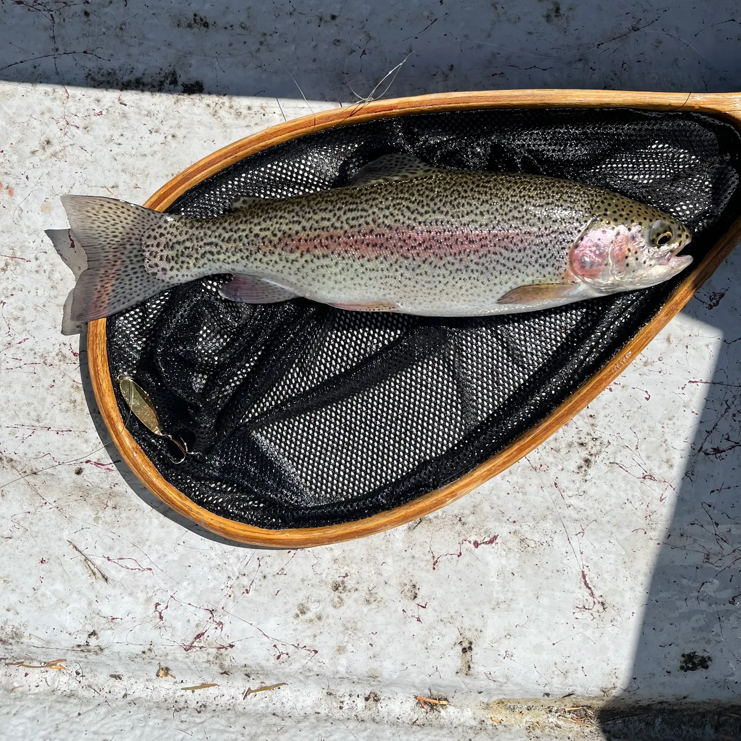 Rainbow trout caught on Fishbrain