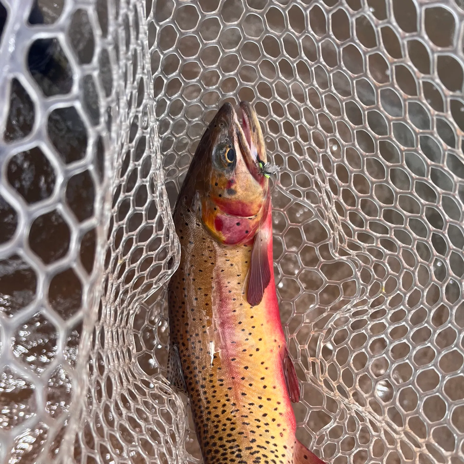 The most recent Greenback cutthroat trout catches on Fishbrain