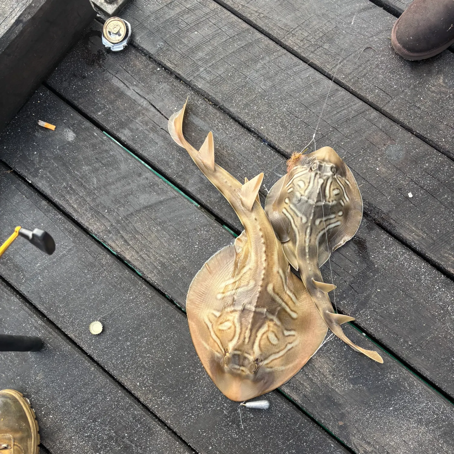 recently logged catches