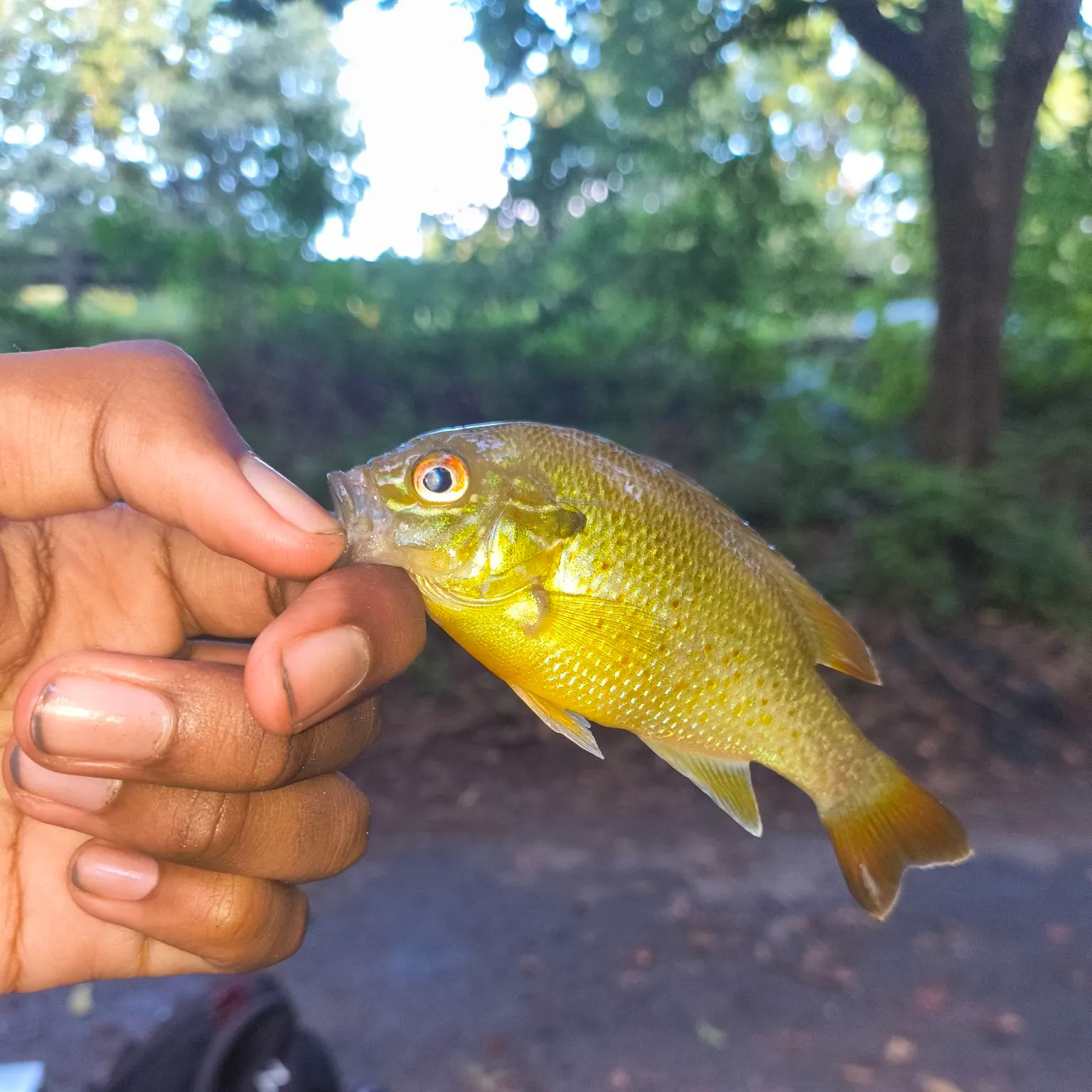 Redbreast sunfish caught on Fishbrain