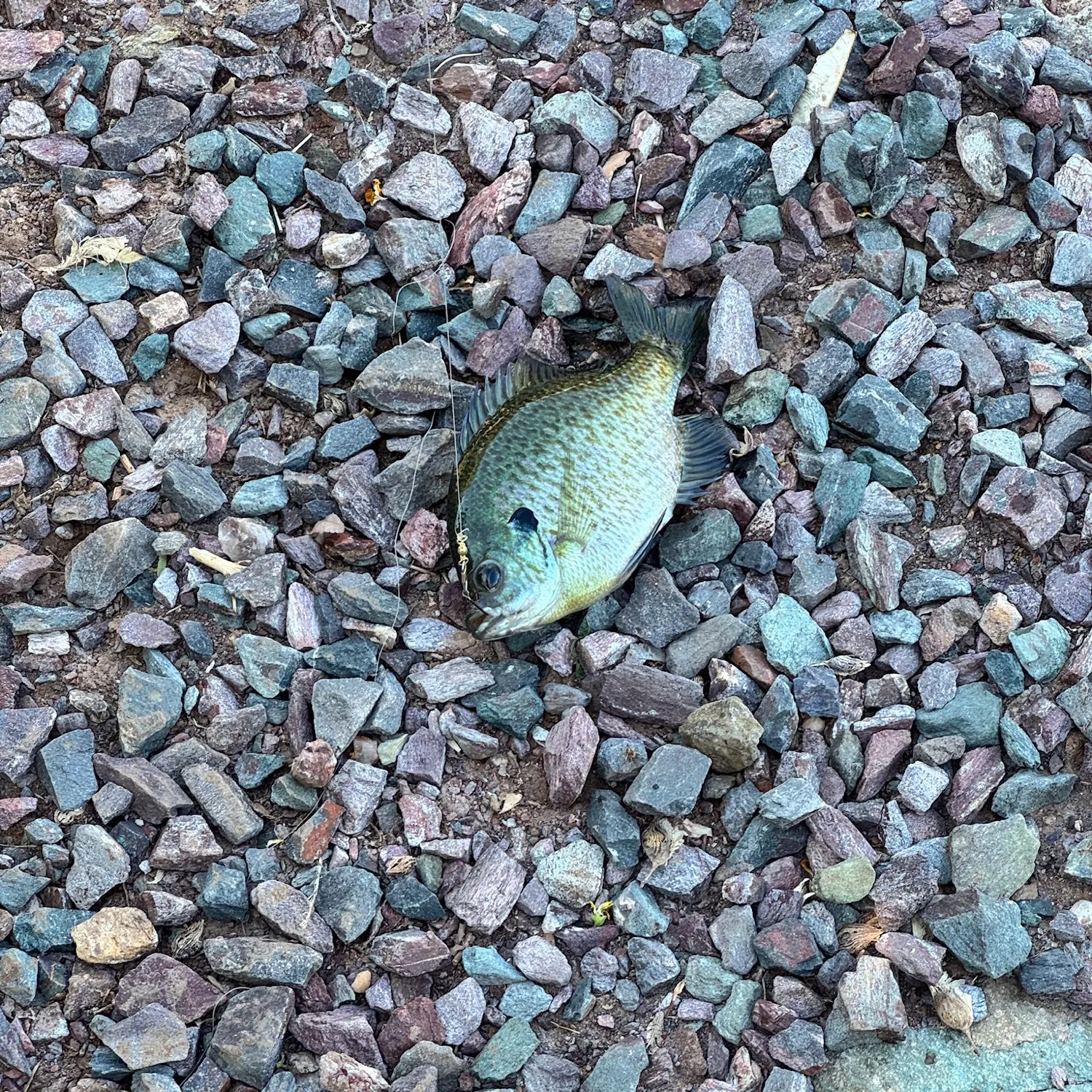 Bluegill caught on Fishbrain