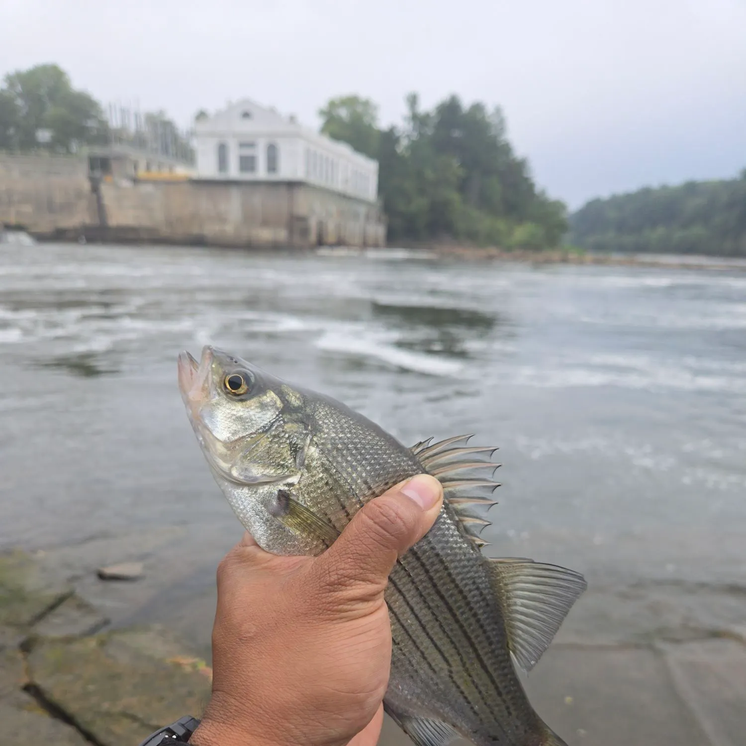 White bass caught on Fishbrain