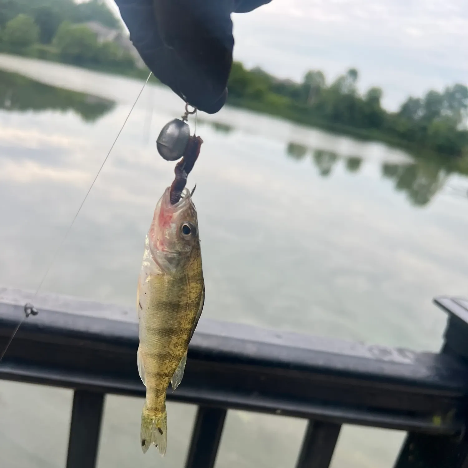 Yellow perch caught on Fishbrain