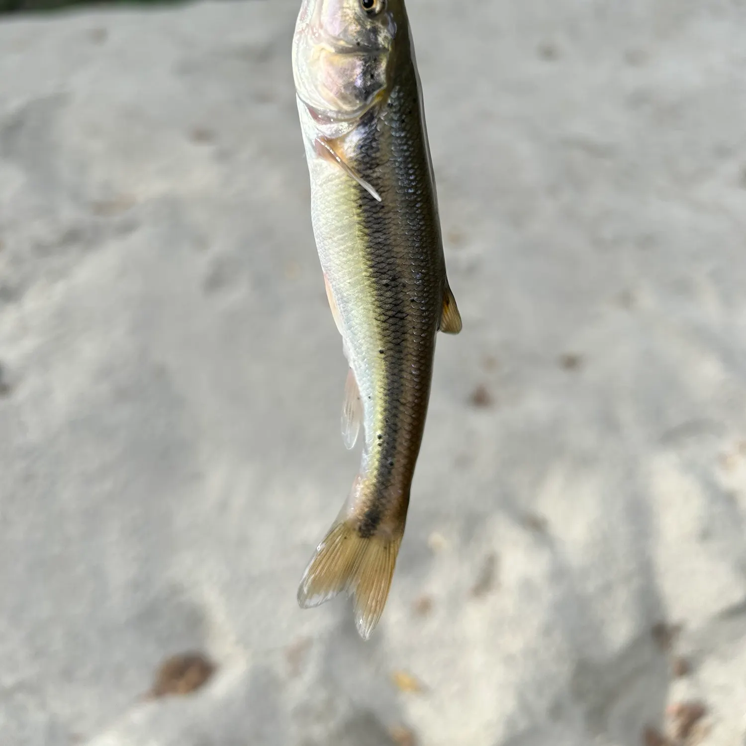 Creek chub caught on Fishbrain