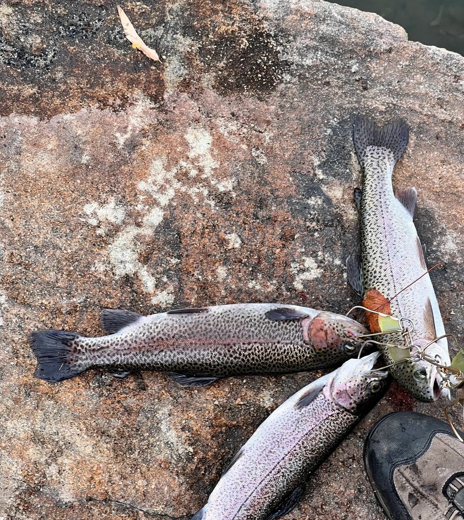 recently logged catches