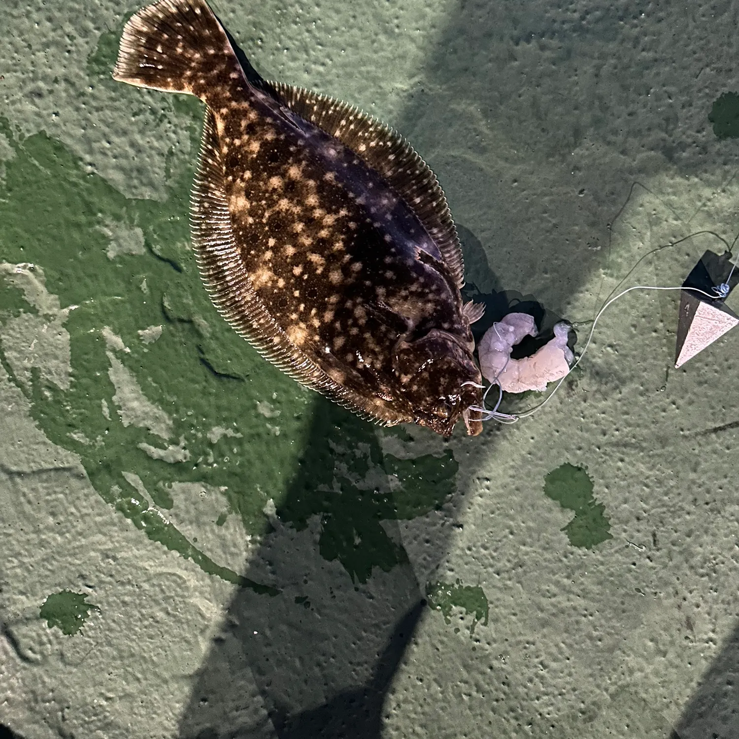 Summer flounder caught on Fishbrain
