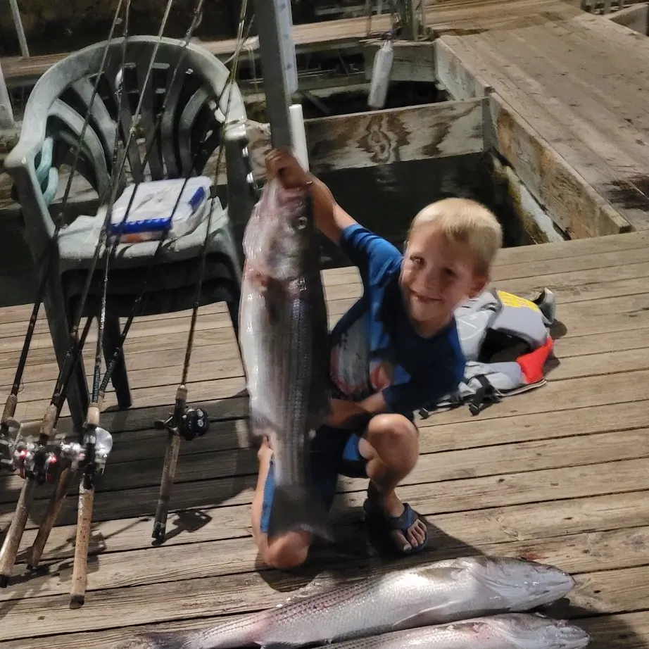 The most recent Wiper catches on Fishbrain