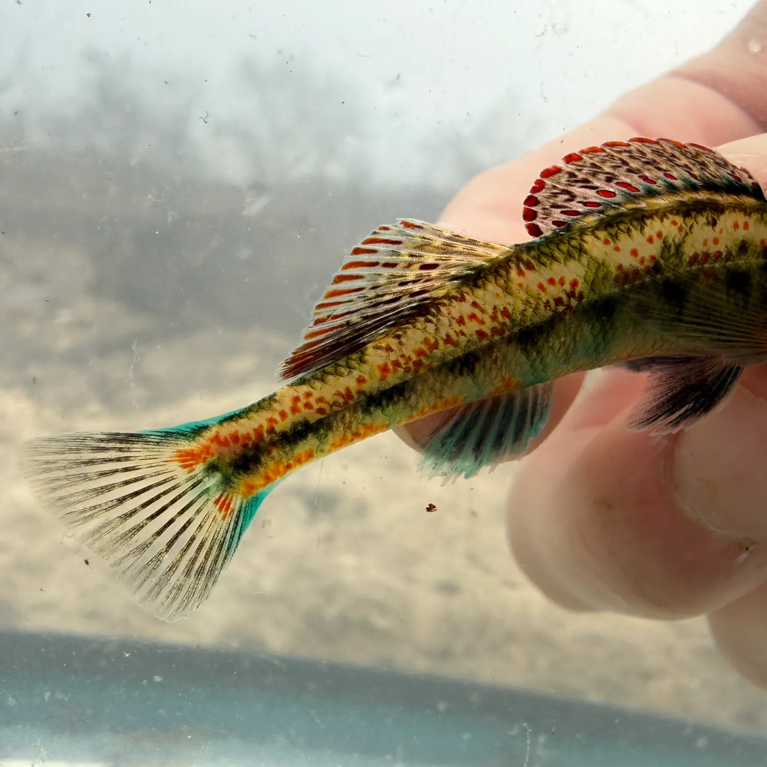 The most recent Tennessee snubnose darter catches on Fishbrain