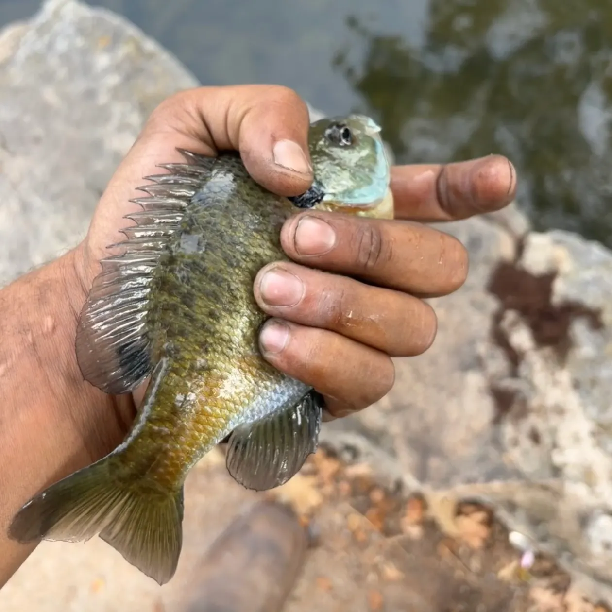 Bluegill caught on Fishbrain