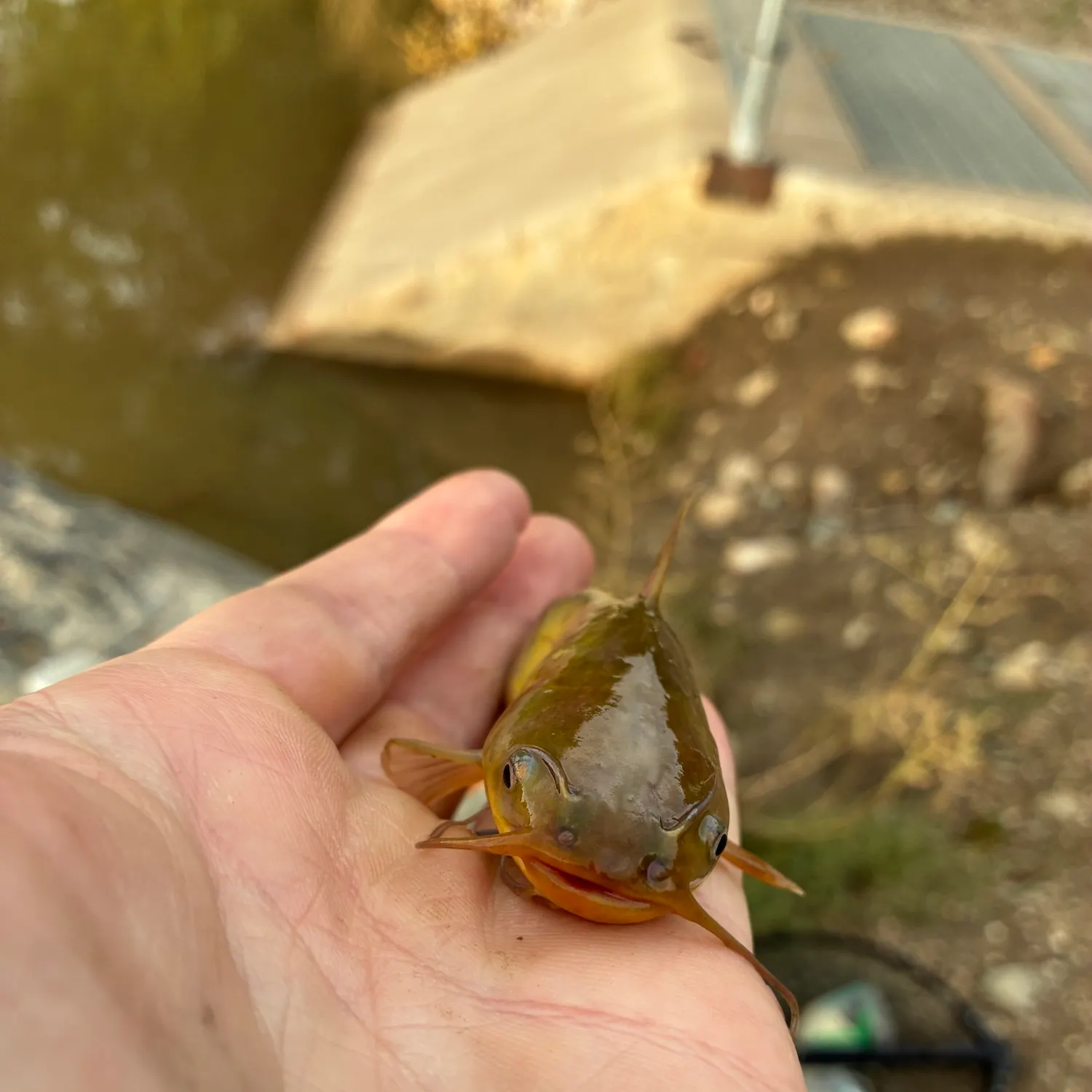 Yellow bullhead caught on Fishbrain