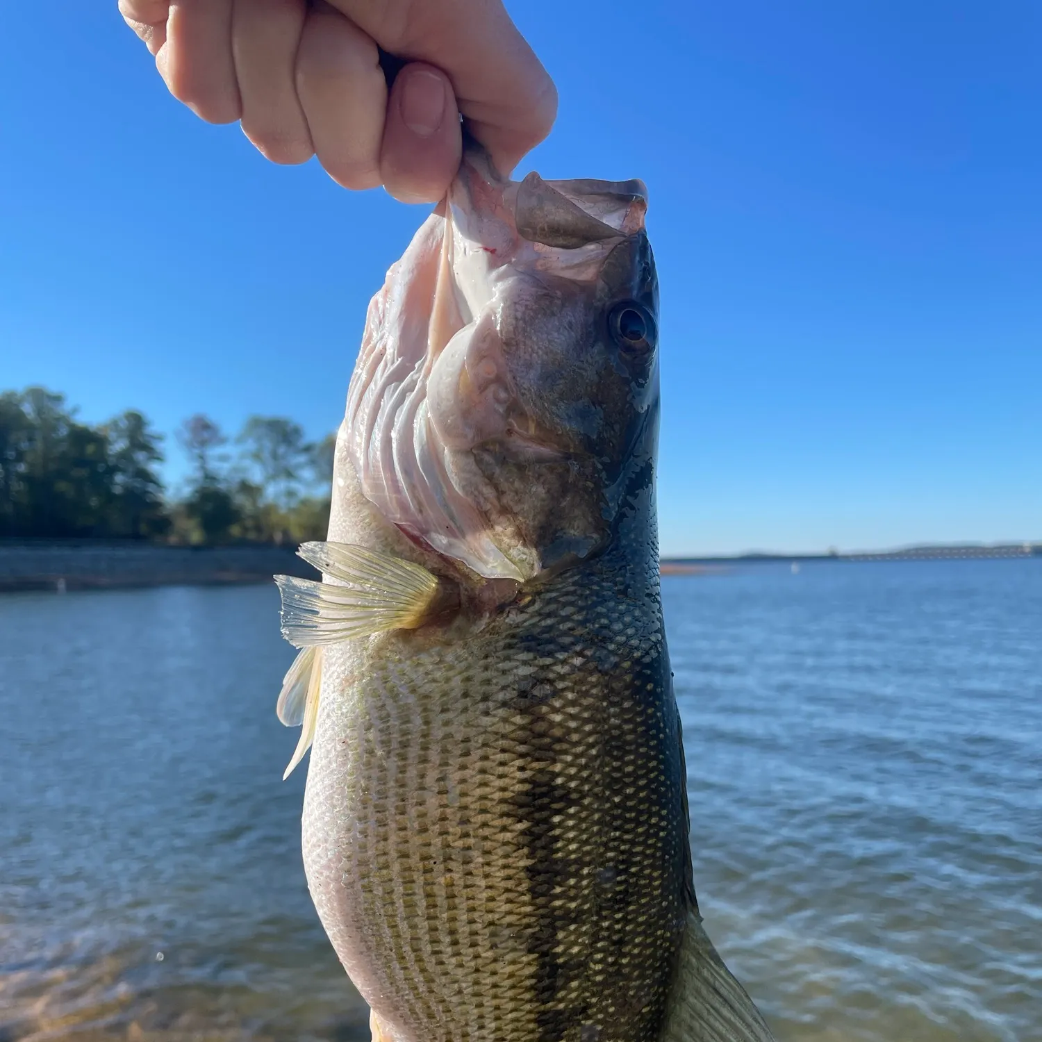 Spotted bass caught on Fishbrain