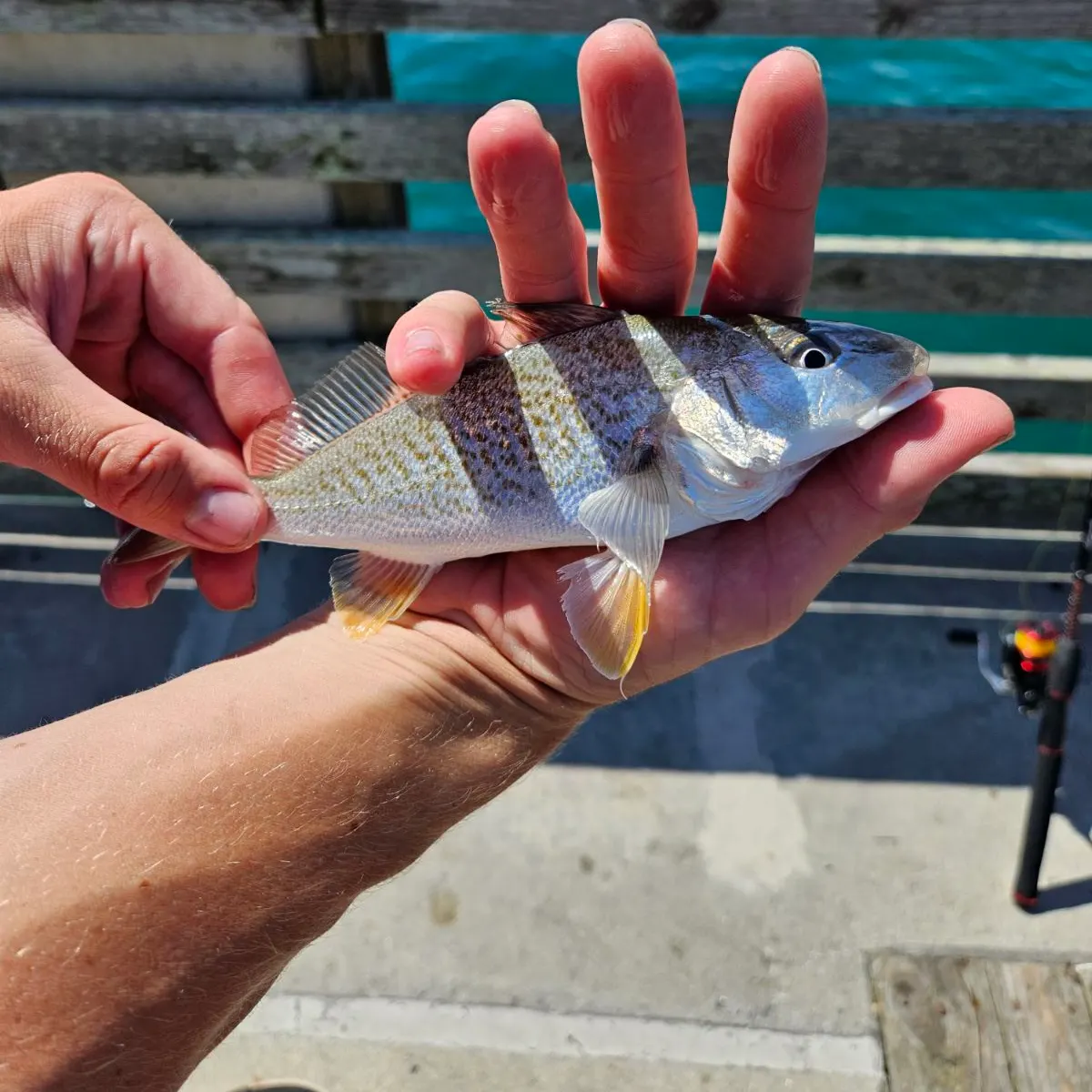 The most recent Atlantic croaker catches on Fishbrain
