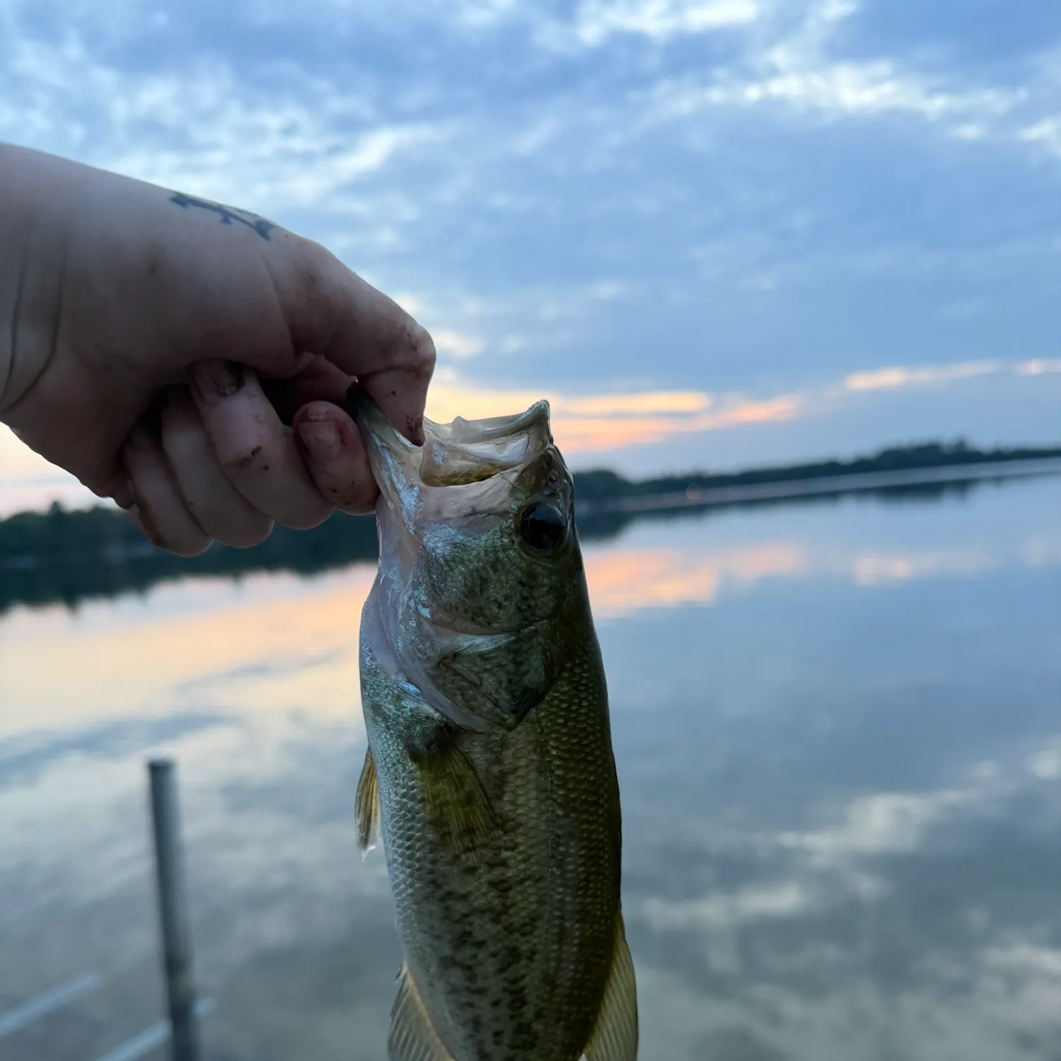 Largemouth bass caught on Fishbrain