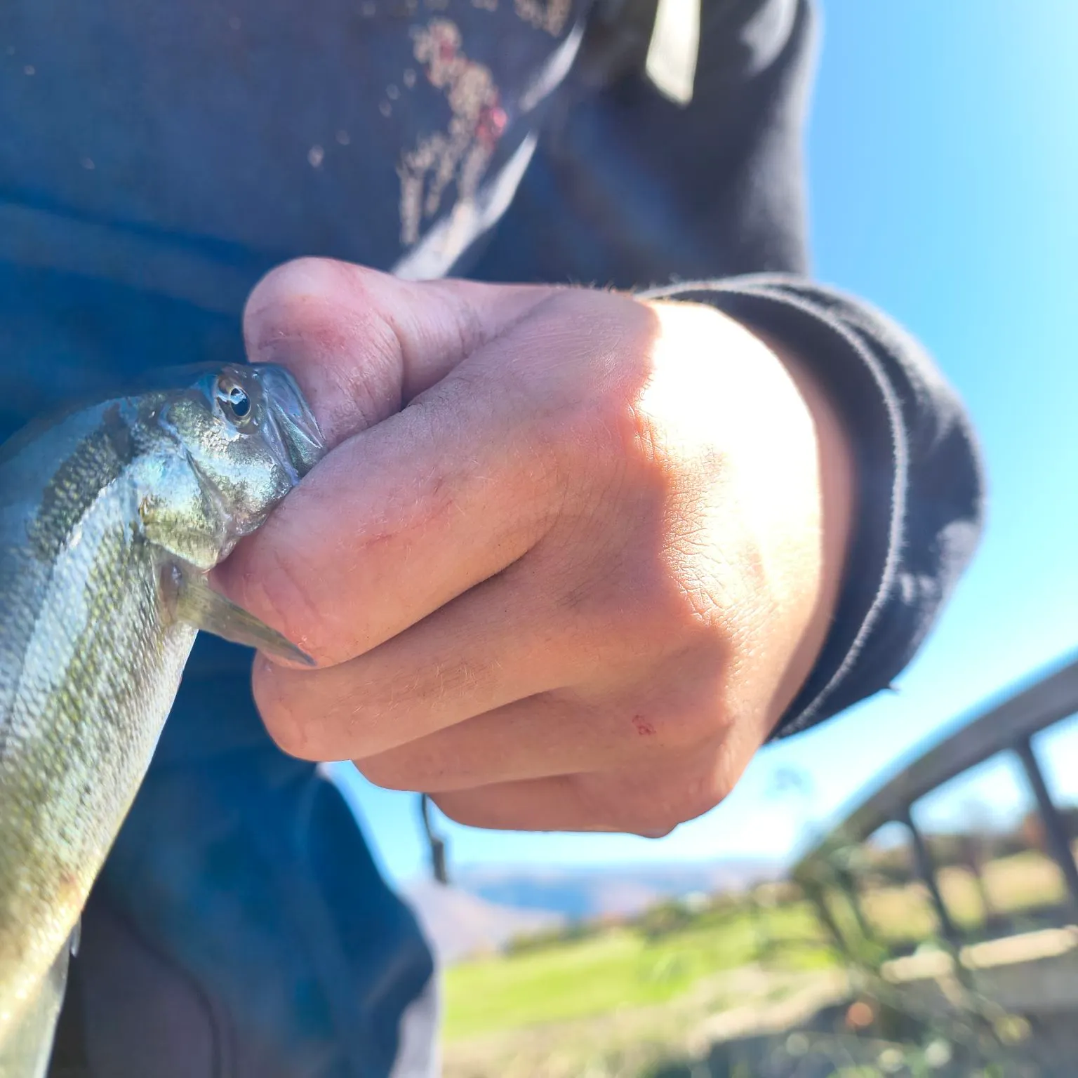 Yellow perch caught on Fishbrain