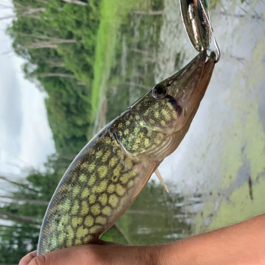 The most recent Redfin pickerel catches on Fishbrain