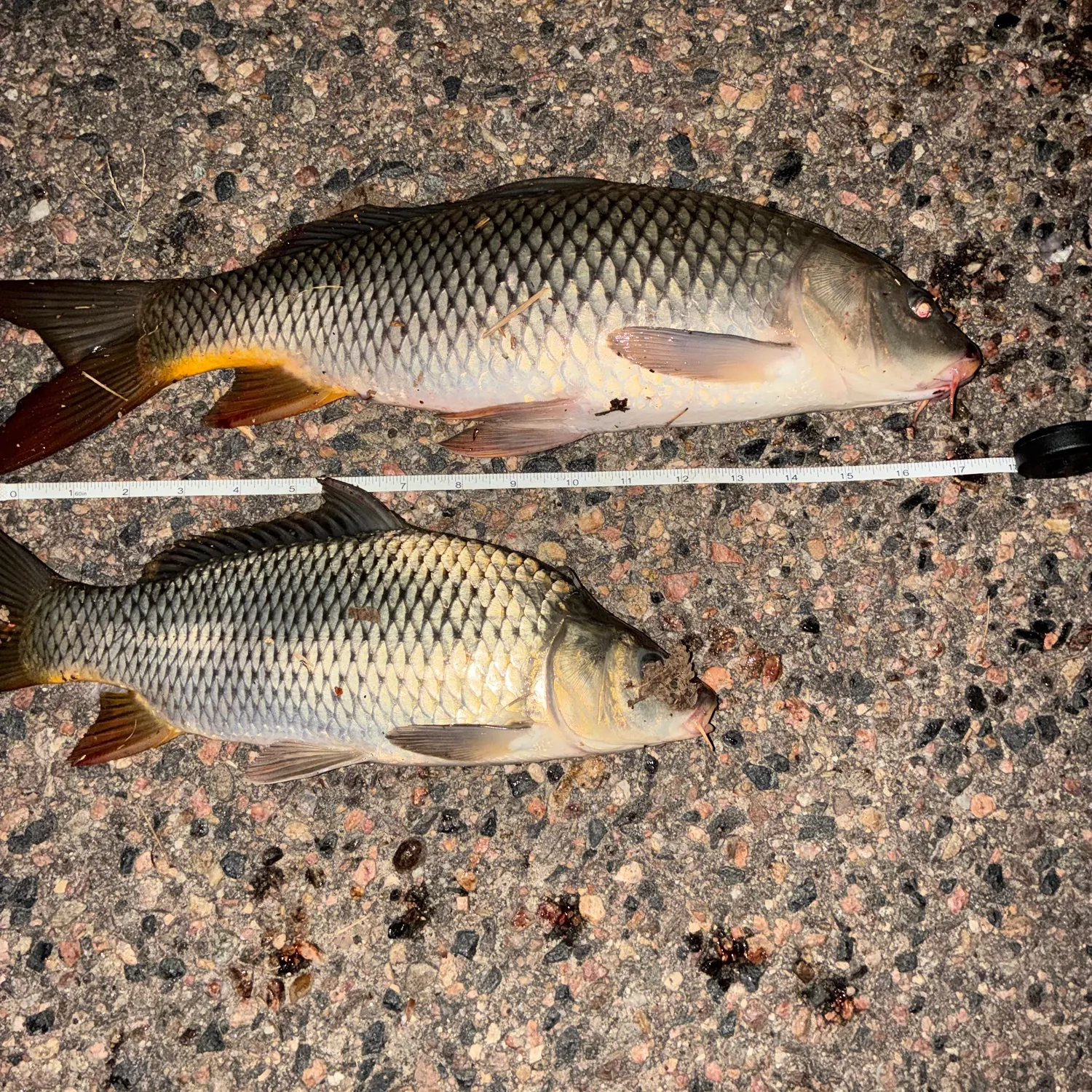 Common carp caught on Fishbrain