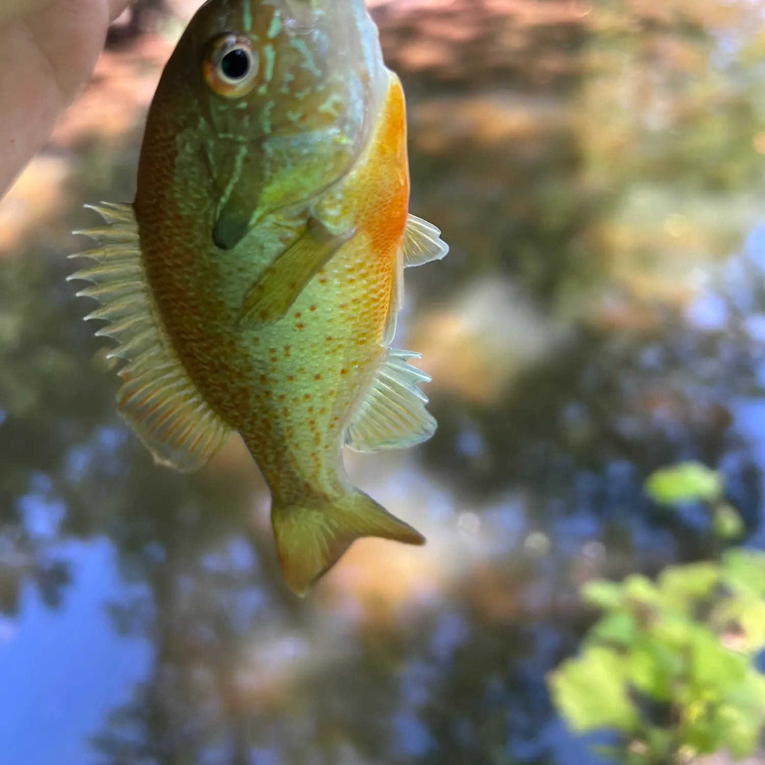Redbreast sunfish caught on Fishbrain
