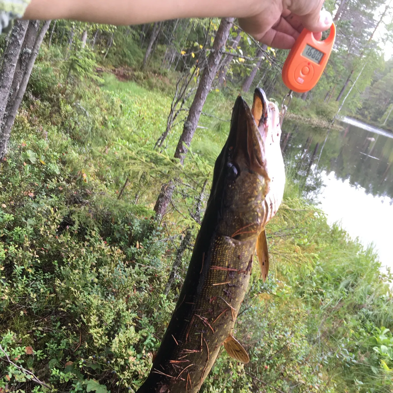 Northern pike caught on Fishbrain