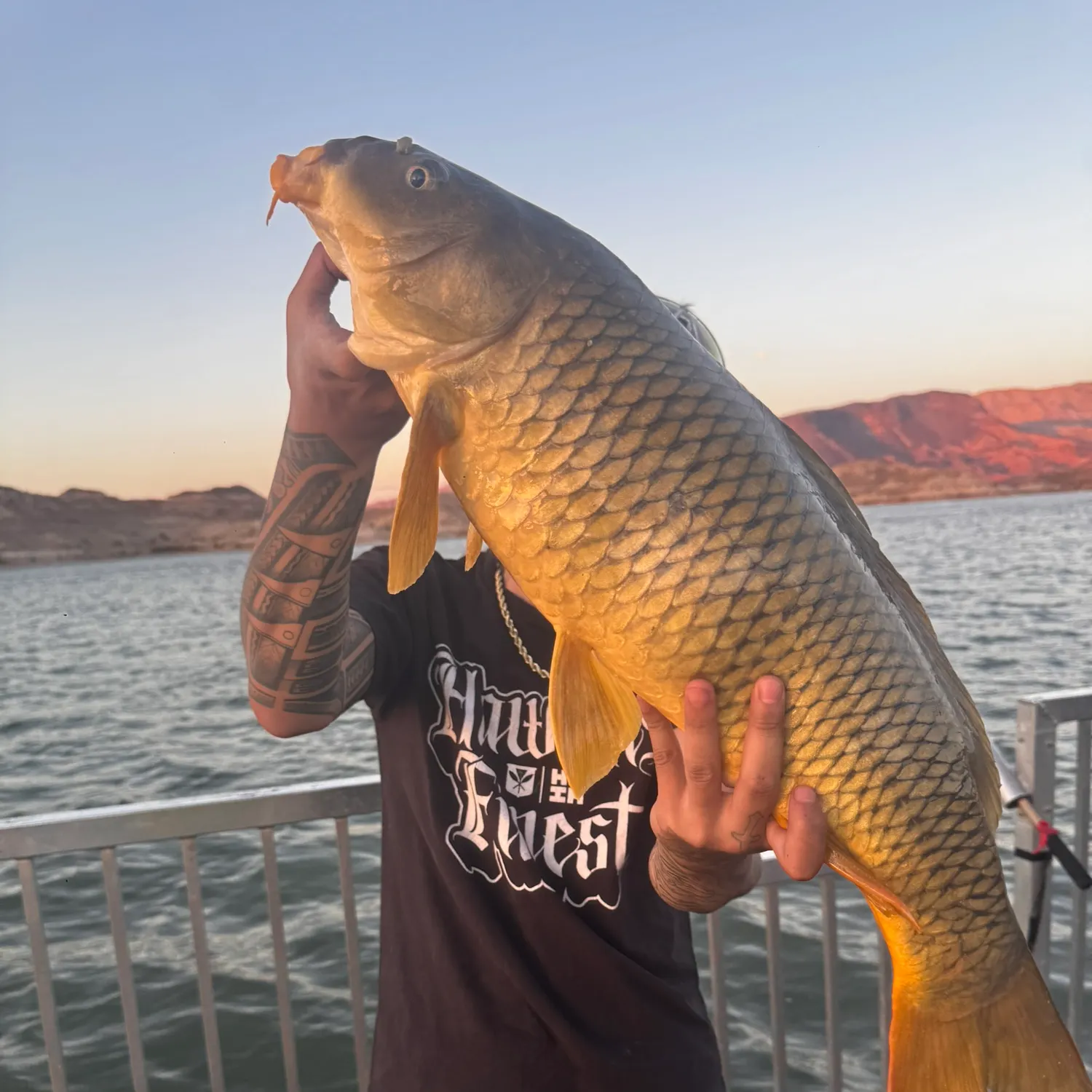 recently logged catches