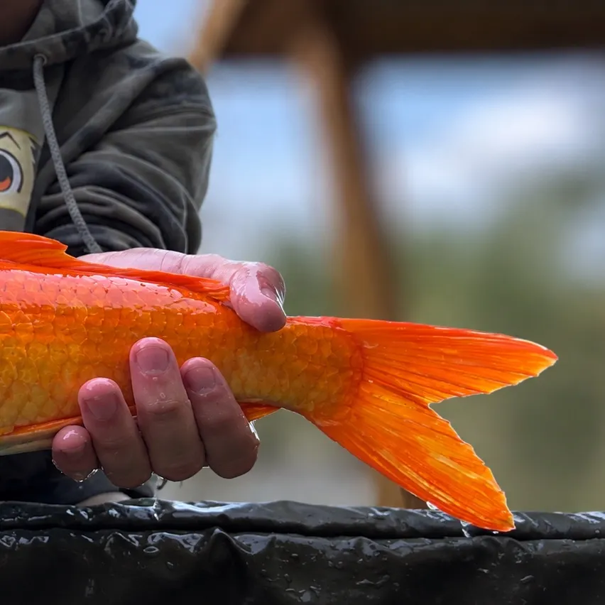 Koi carp caught on Fishbrain