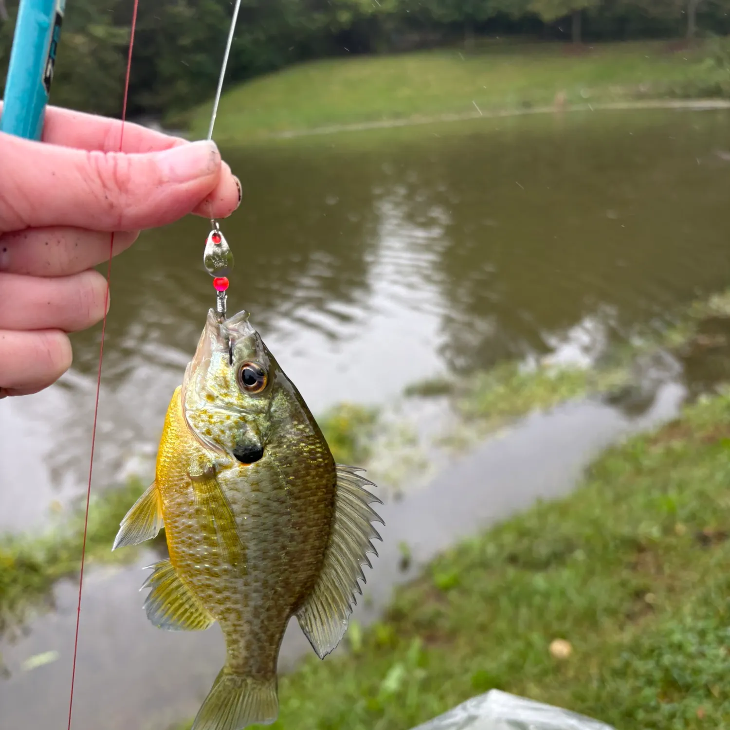 Bluegill caught on Fishbrain