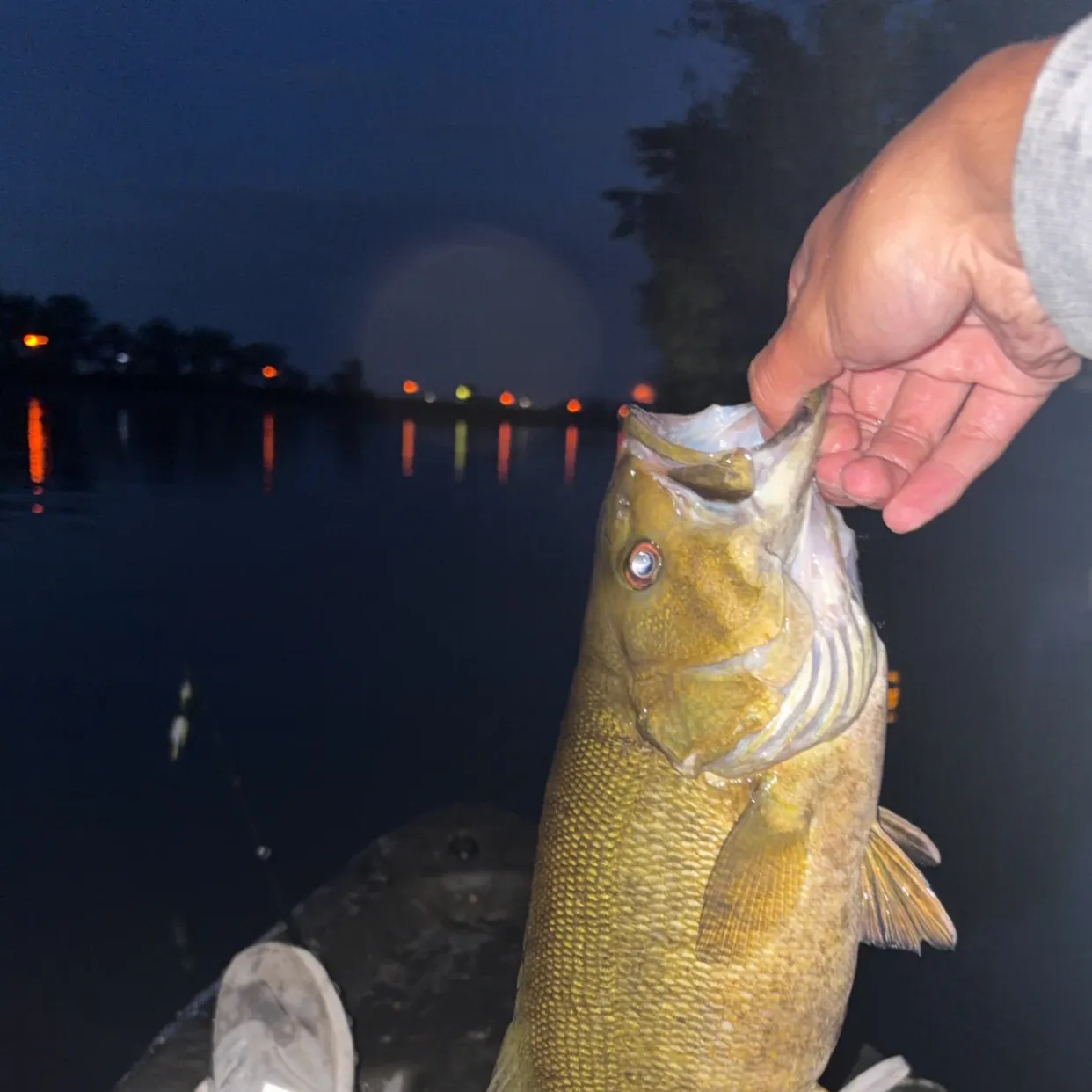 Smallmouth bass caught on Fishbrain