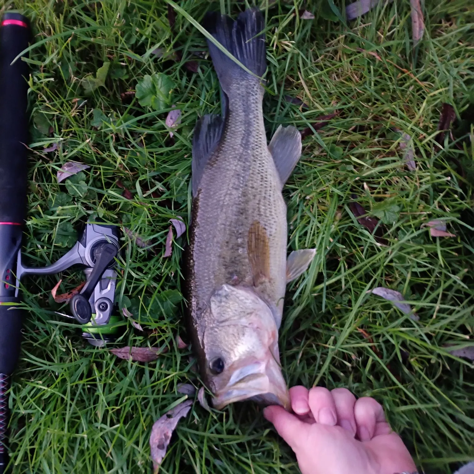 Largemouth bass caught on Fishbrain