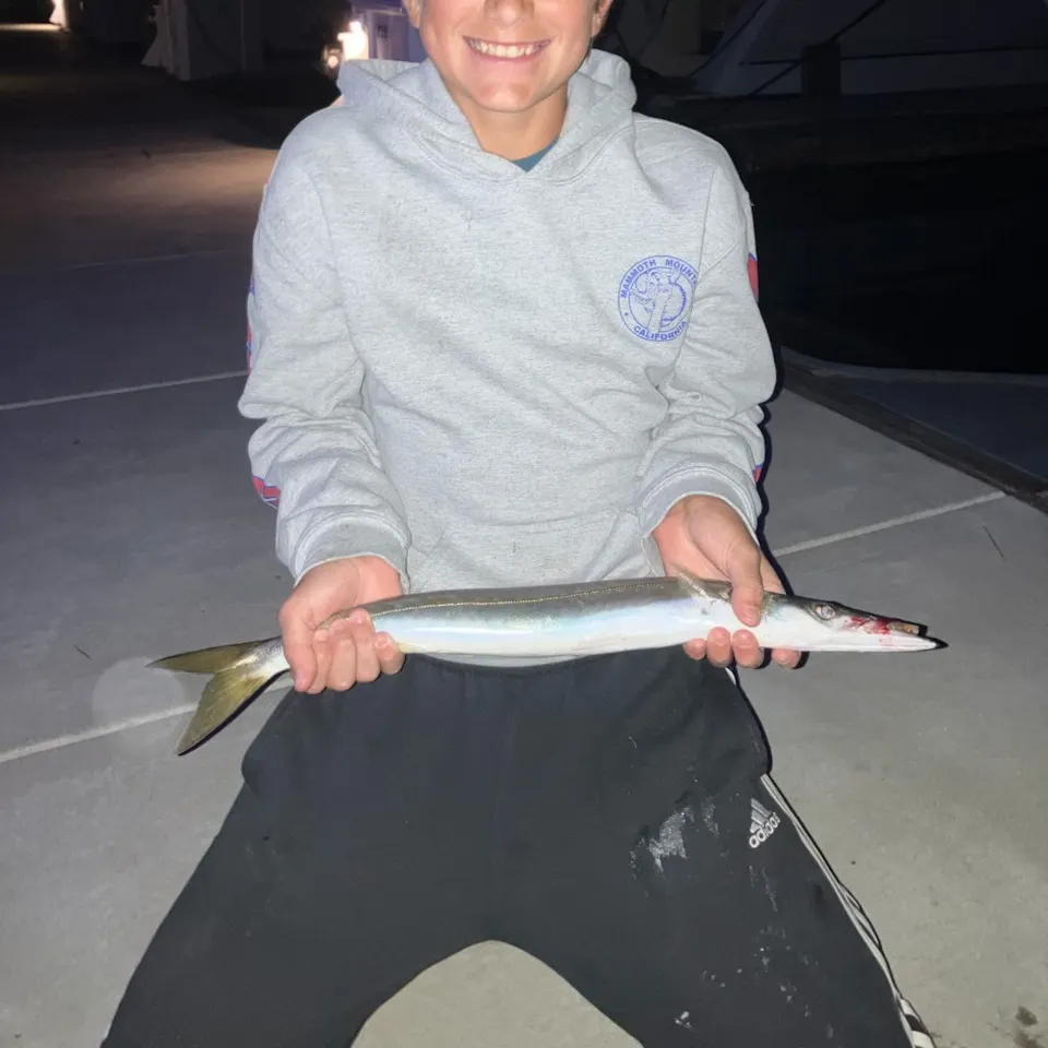 The most recent Pacific barracuda catches on Fishbrain