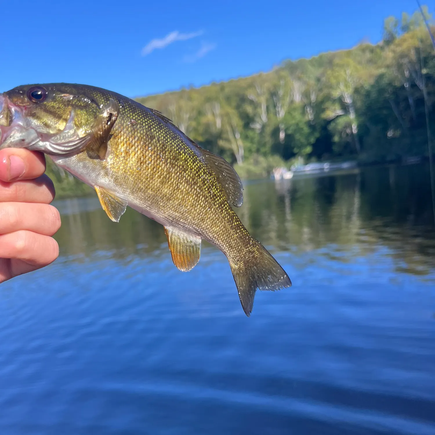Smallmouth bass caught on Fishbrain