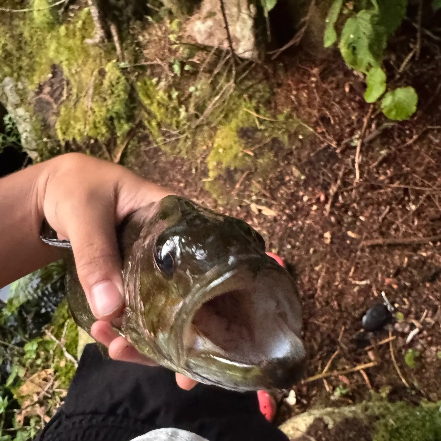 Smallmouth bass caught on Fishbrain