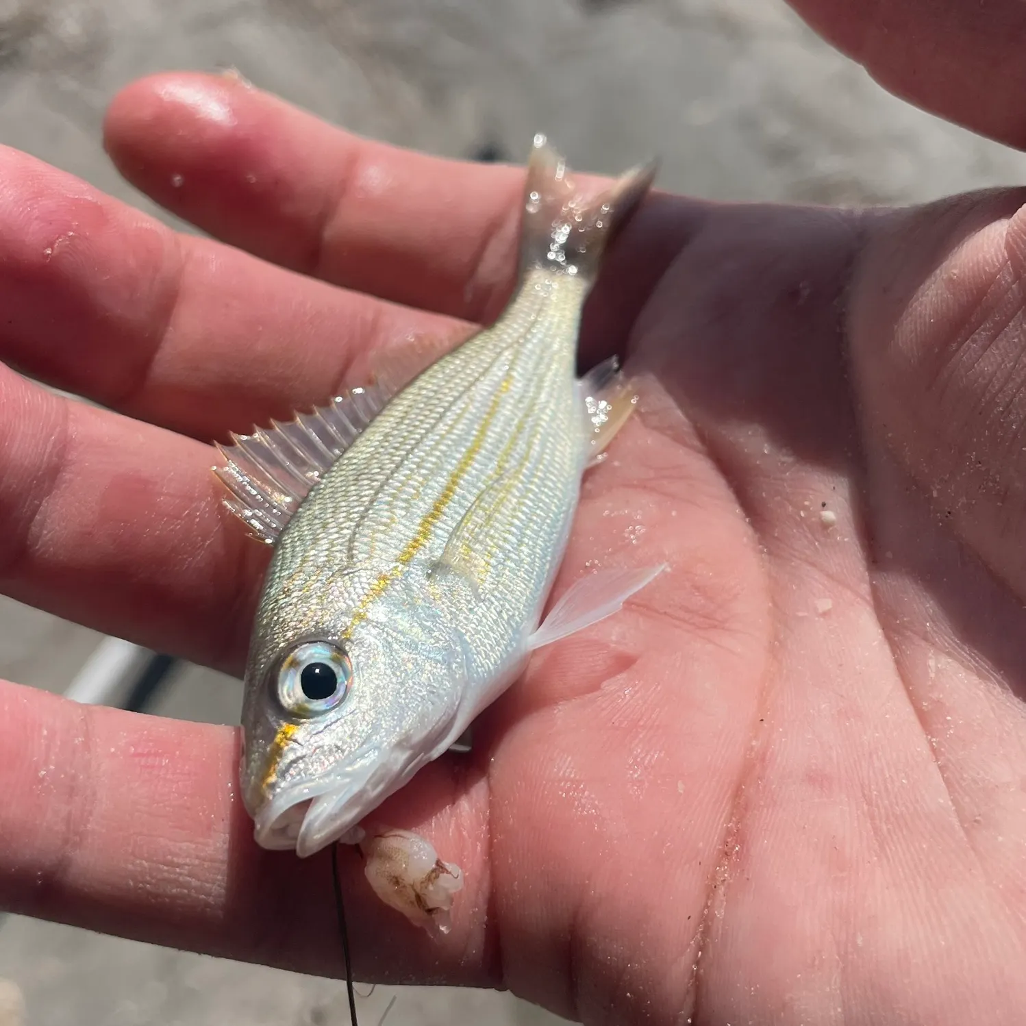 The most recent Tomtate grunt catches on Fishbrain